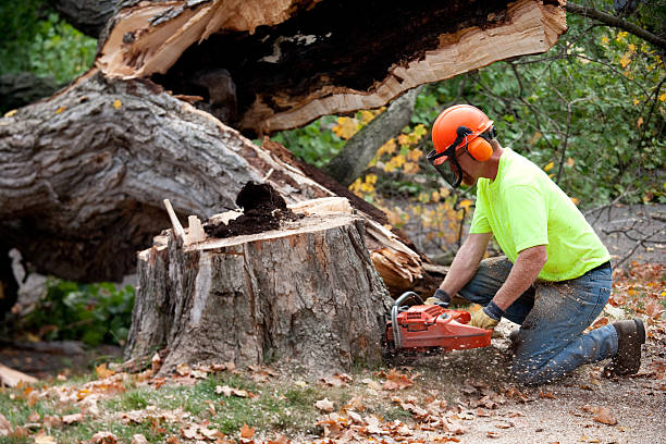 Best Soil Testing and Treatment  in Emerald Lake Hills, CA